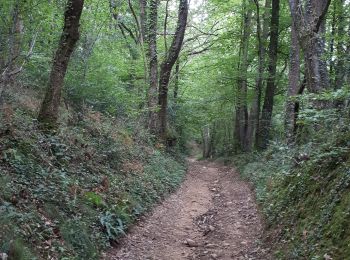 Trail Walking Rontignon - sentier des crêtes Rontignon - Photo