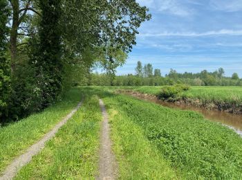 Trail Walking Aarschot - Le long du Démer de Langdorp à Testelt - Photo