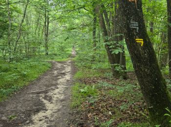 Percorso Marcia Les Granges-le-Roi - Forêt domaniale de Dourdan  - Photo