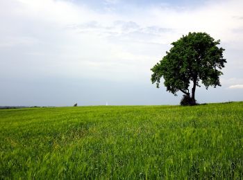 Percorso A piedi Sconosciuto - Czerwony dookoła Jaworzna - Photo