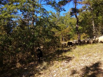 Tour Wandern Chaudebonne - Chaudebonne Villeperdrix boucle - Photo