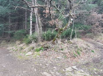 Tour Wandern Mas-Cabardès - Mas le Carnier - Photo