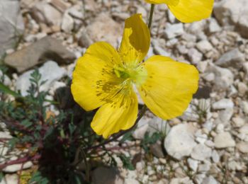 Tour Wandern Selva di Cadore - Pian Di Possoliva - Photo