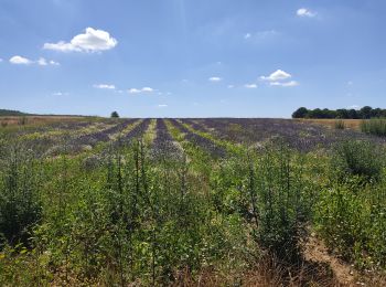 Trail Walking Itteville - Les vieilles ailes - Photo