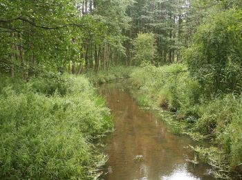 Excursión A pie Leszczewek - Ścieżka edukacyjna Samle - Photo