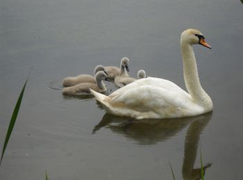 Tour Zu Fuß Forchheim - Forchheim-Rettern - Photo