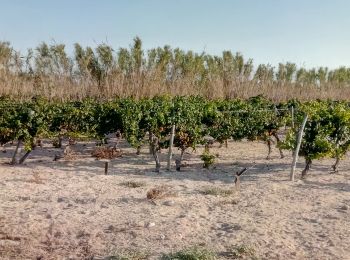 Excursión Bici de montaña Sète - listel - Photo