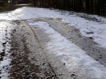 Trail Nordic walking Rimbach-près-Guebwiller - 2019-01-16 Rimbach Glashutte - Photo