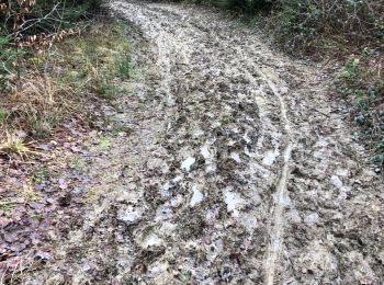 Tocht Stappen Manhay - De deux Rys à Deux Rys - Photo