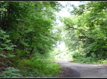 Percorso A piedi Tokaj - P■ (Tarcal) - Photo