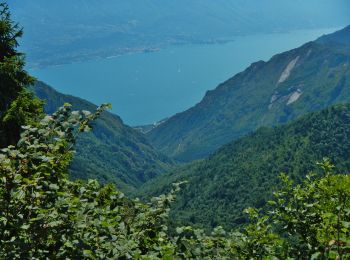 Percorso A piedi Limone sul Garda - Agostino Tosi - Photo