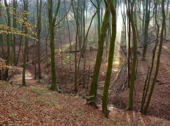Trail On foot Auetal - R1 Rundwanderweg Rodenberg Nr. 1 - Photo
