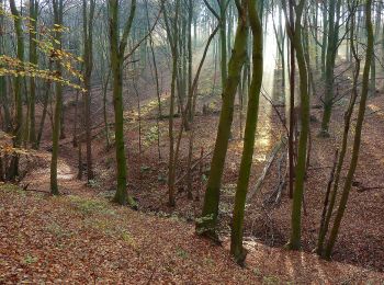 Percorso A piedi Auetal - R1 Rundwanderweg Rodenberg Nr. 1 - Photo