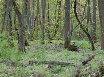 Randonnée A pied Inconnu - Berlin. Wald. Klima. - Photo