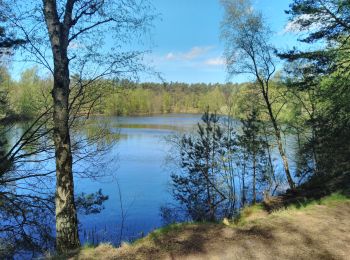 Tour Wandern Lommel -  CANI-RADO TOUR (boucle Sahara de Lommel)  - Photo