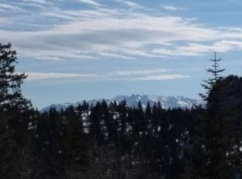 Tour Schneeschuhwandern Autrans-Méaudre en Vercors - 17-03-19  raquettes Autrans - Photo