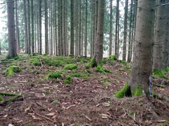 Tour Zu Fuß Buchen (Odenwald) - Rundwanderweg Waldhausen 2 Grauer-Forst-Weg - Photo