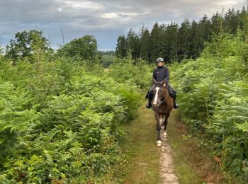 Trail Horseback riding Neufchâteau - Bois d’Ospot depuis les pompiers - Photo