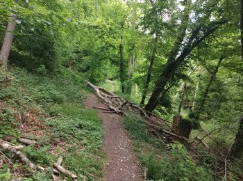 Trail Walking Notre-Dame-de-Bondeville - La bretêque-Isneauville-Houppeville - Photo