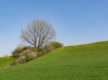 Tour Zu Fuß Warburg - A9 Rundwanderweg Hardehausen - Photo