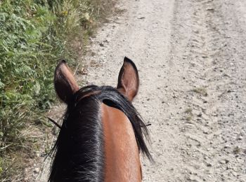 Trail Horseback riding Roybon - Départ Bertrand Roybon - Photo