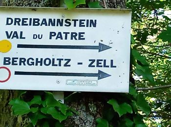 Trail Walking Guebwiller - Dreibannstein (21/5/2020) - Photo