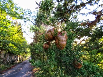 Trail On foot Bagno a Ripoli - IT-00 - Photo