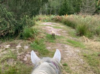 Trail Horseback riding Saint-Quirin - Camping st quirin belles roches abri Klein haut du bon Dieu halmoze lamperstein  - Photo