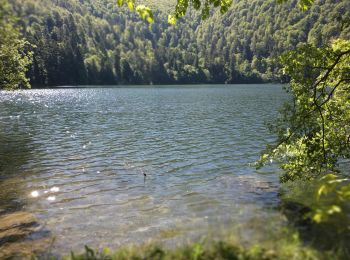 Trail Walking Geishouse - 2024-06-10 grand ballon d'Alsace lac du grand ballon d'Alsace  - Photo