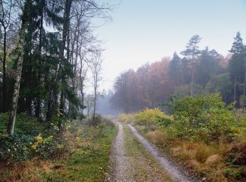 Trail On foot Oerlinghausen - Holzweg - Photo