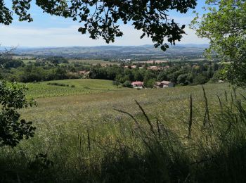 Tocht Stappen Chasselay - Le bois Chatelard - Photo
