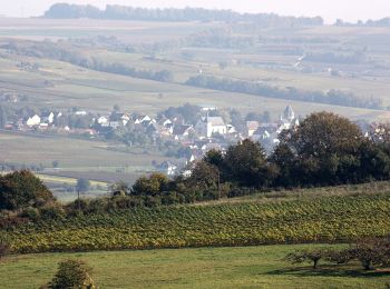 Excursión A pie Gau-Algesheim - Hiwweltour Bismarckturm - Photo