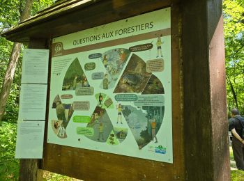 Randonnée Marche Milly-la-Forêt - Milly-la-Forêt - Forêt domaniale des Trois pignons - Curiosités  - Photo