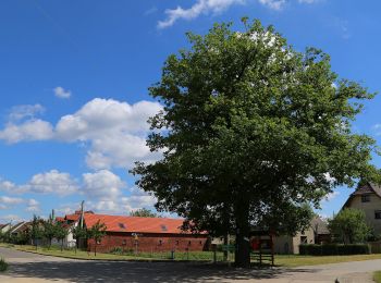 Excursión A pie Byhleguhre-Byhlen - Wanderweg Byhlen-Byhleguhre - Photo