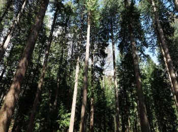 Excursión A pie Bad Homburg vor der Höhe - Keilerweg - Photo