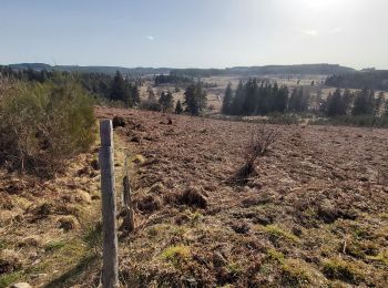 Tocht Stappen Saint-Merd-les-Oussines - Le sentier des bruyères - Photo