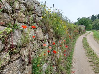 Randonnée Marche Crozes-Hermitage - Croyez Hermitag3 belvédère des Mesjeans - Photo