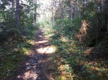 Trail Walking Brey-et-Maison-du-Bois - Belvedere des 2 lacs - Photo