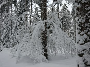 Tocht Sneeuwschoenen Gerbépal - 20201230_12km_424m_ColMartimpré-ChaletPreux - Photo