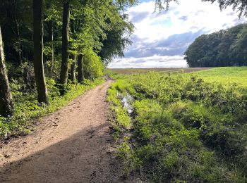 Trail Walking Ellezelles - Ellezelles 26,8 km - Photo