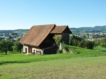 Trail On foot Baar - Steren-Unter Brunegg - Photo