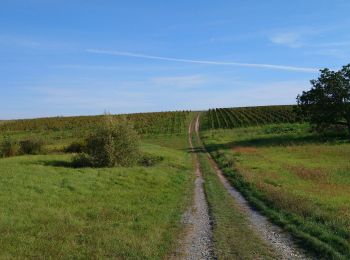 Trail Walking Saint-Martin-le-Beau - Saint-Martin-le-Beau - Nitray GR41 Azay-sur-Cher - 23.2km 185m 5h15 (40mn) - 2023 10 04 - Photo