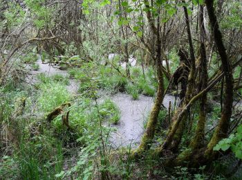 Tocht Te voet Rodenbach - Mühlenweg - Photo