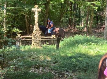 Trail Horseback riding Reipertswiller - Acpl chez Pauline 2 - Photo
