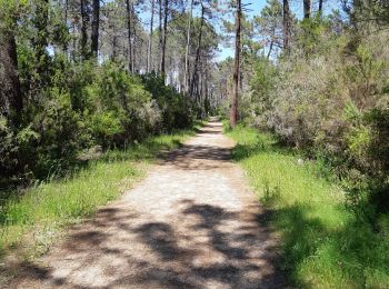Trail Walking Ghisonaccia - forêt de pinia, étang,mer - Photo