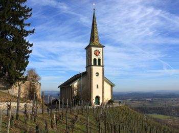 Randonnée A pied Neftenbach - Tössegg-Klettgau-Weg - Photo