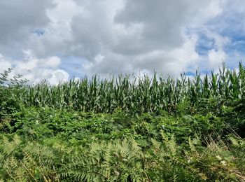 Trail Walking Saint-Sauveur-le-Vicomte - St Sauveur Besneville boucle - Photo