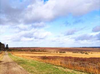 Excursión Senderismo Waimes - La grande ronde des Fagnes   - Photo