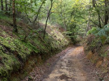 Trail Walking Sablons sur Huisne - Condé-sur-Huisne - Rémalard via La Courroue 12 km - Photo
