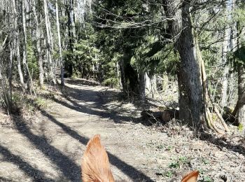 Trail Horseback riding Entrelacs - La Vicourte - Les Crouteaux - Photo